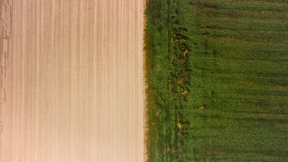 Aerial View of a Field with Green Sprouting Young Vegetation and a Yellow Ungreen Field Surface