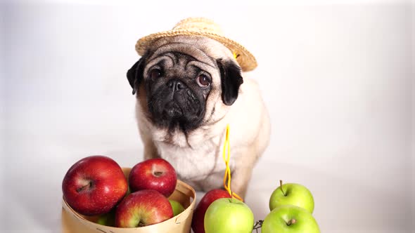 Close Up of Tired Cute Pug with Red and Green Apples on Orange Background