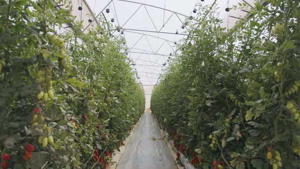 Tomato plants growing in a large scale greenhouse under controlled conditions