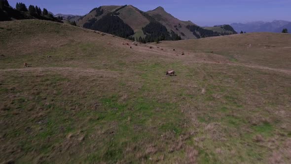 Close Flight Over Cows In Mountain