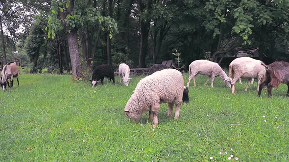 A Flock of Sheep and Sheep and Goats Graze on a Green Meadow and Eat Green Grass.