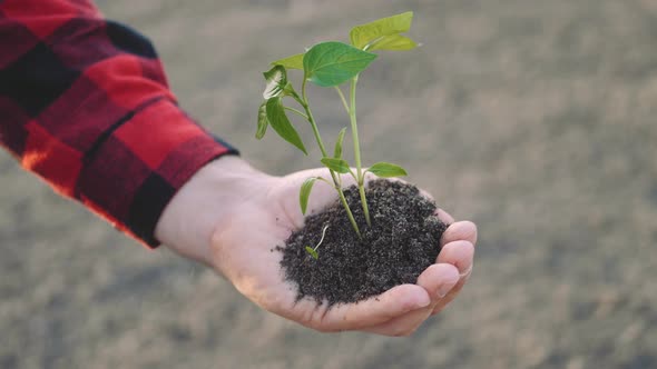 Plant Growth