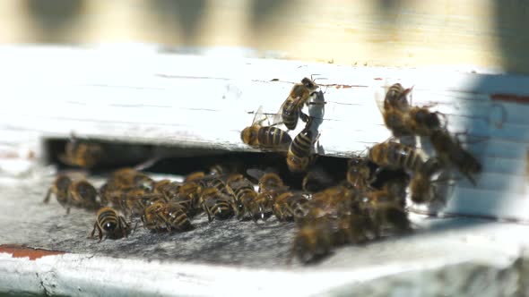Swarm of Bees in Apiary Close Up