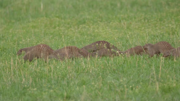 Group of Banded Mongoose running around 