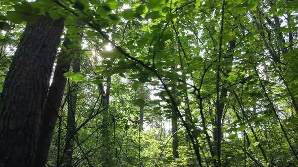 Forest with Trees on a Summer Day Slow Motion