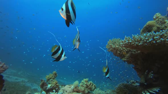 Blue Water Coral Reef Fish Banner-fish