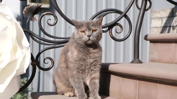 Scottish Fold Cat Sitting on the Stairs Under Sunlight Beautiful Yellow Eyes