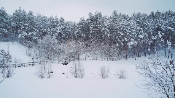 Wonderful Winter Forest