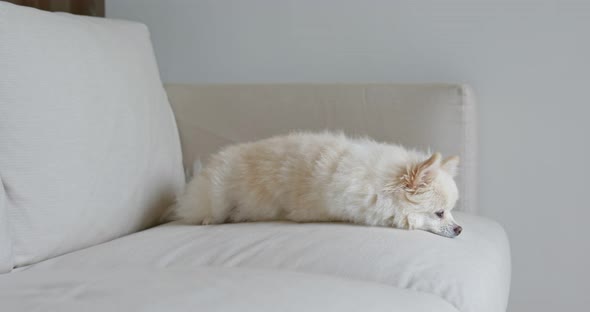 White pomeranian sleep on sofa