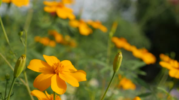 Tagetes tenuifolia beautiful garden flower on the wind 4K 3840X2160 UltraHD slow tilt footage -  Gol