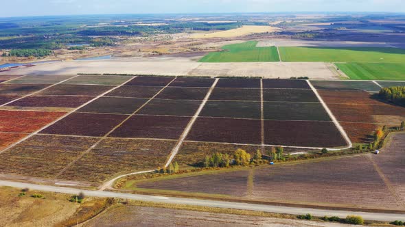 Aerial Footage Overlooking of Agriculture in Berry Fields. Blueberry Plantation. Top View