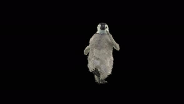 Penguin Dancing 4K