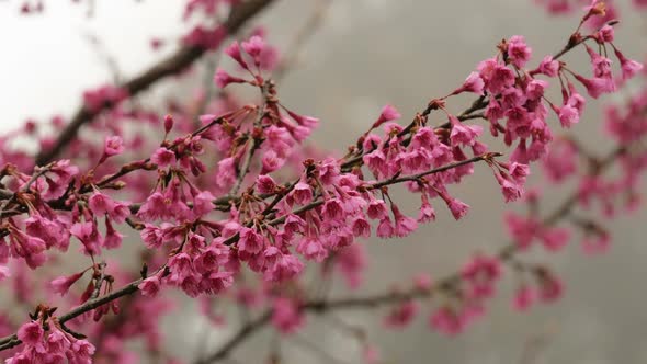 Japanese Sakura