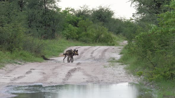 Two wild dogs walking on a road at Nxai Pan