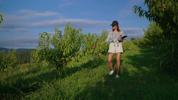 Woman Agronomist Checking Peach Harvest