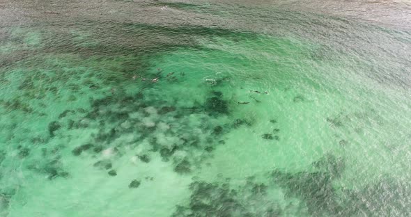 Dolphins Playing in the water near a rocky beach in South Australia