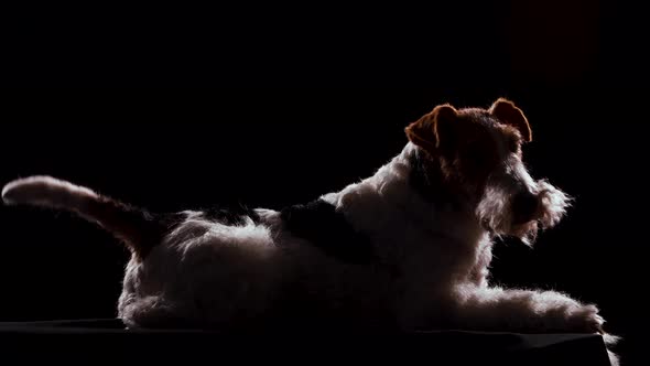 Side View of a Lying Fox Terrier Dog in a Dark Studio on a Black Blanket and a Background. The Dog