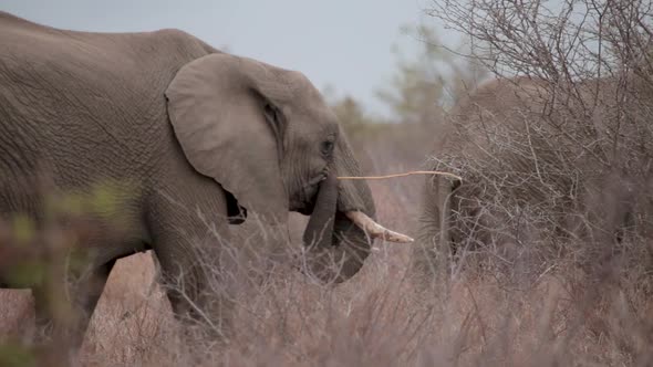 African elephants walking through the bush