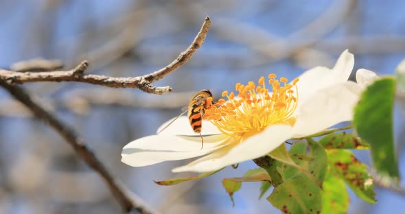 Hoverflies Flower Flies or Syrphid Flies Insect Family Syrphidae