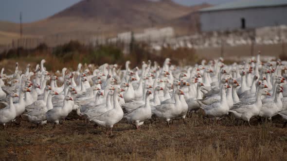 Rural Area Where White Geese Graze