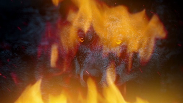 Wolf Looks Around In Fire Abstract