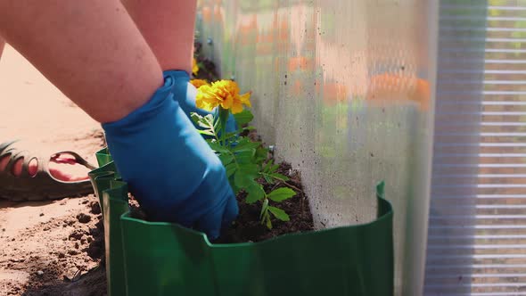 Female Hands in Gloves Plant Yellow Flowers in a Narrow Bed