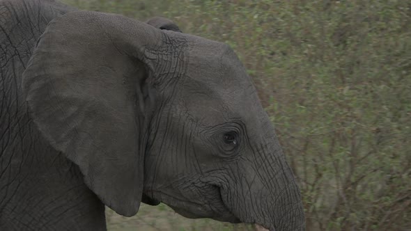 Close up view of an elephant walking