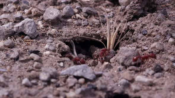 Fire ants moving in and out of tunnel