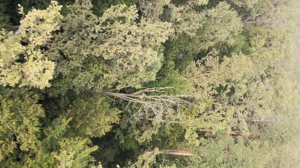 Vertical Video of a Green Forest on a Summer Day