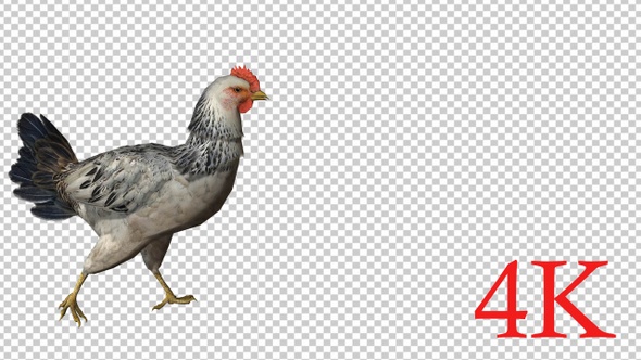 4K Chicken Walk alt