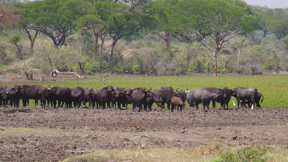 Herd Of African Buffaloes In Wildlife