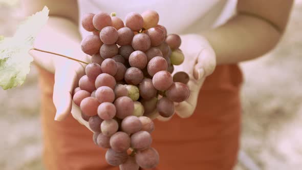 Organic grape vineyard with many bunches of grapes for harvesting. The fresh grapes are delicious, q