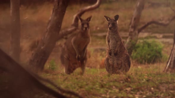 Two Scared kangaroos in a forest during the bush fires in Australia