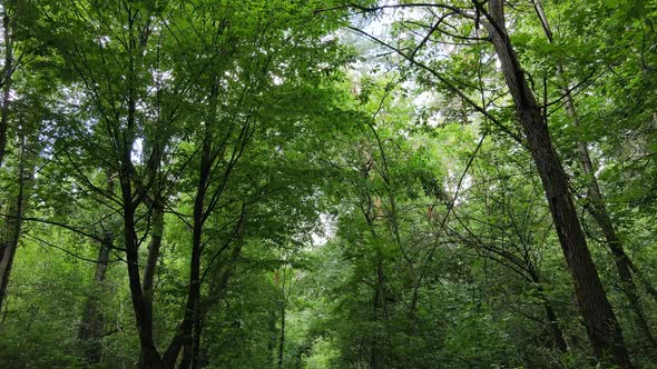 Daytime Forest Landscape in Summer