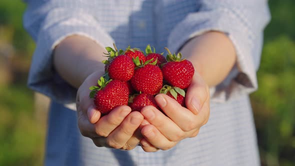 Female Farmer Outstretching Hands Full of Fresh Strawberries