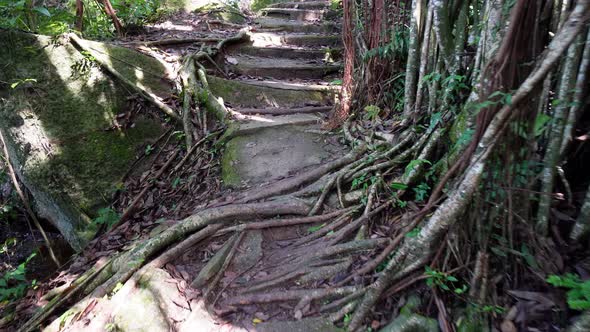 Slowly move at the staircase with banyan tree
