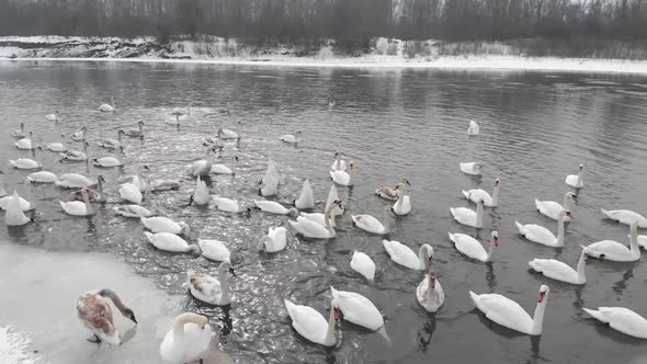 White Swans in Winter on the River
