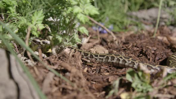 Burmese python crawling through the dirt