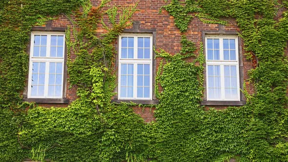 Windows of old house on wall mantled with ivy