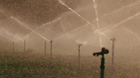 Slow motion of many impact sprinklers irrigating a field during sunset