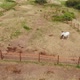 Aerial View of a Woman Trains Her Horse in the Paddock. - VideoHive Item for Sale