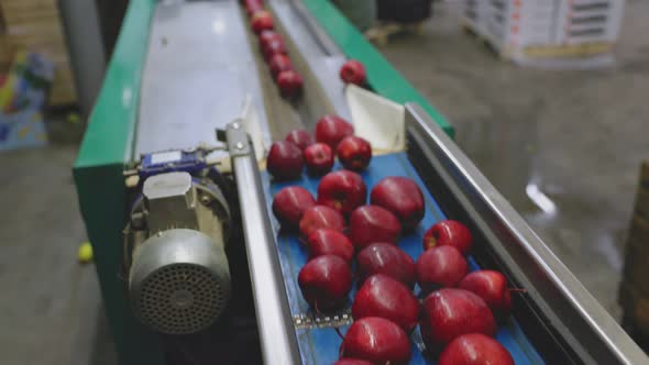 Apples on the Line for Their Selection