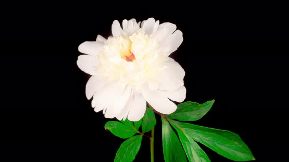 Time Lapse of Beautiful White Peony Flower Blooming