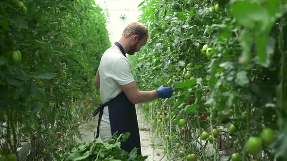 Light Hydroponic Greenhouse View of Man Worker Cutting Foliage of Green Plants at Farm Spbd