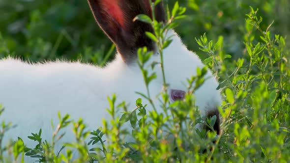 White Rabbit with Black Ears Eating Grass. Summer Sunset Background with Fluffy Farm Animal.