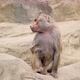 Monkey Sits on a Stone and Yawns - VideoHive Item for Sale