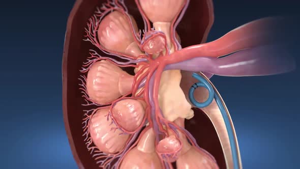 kidney and endoscopy Study Of Kidney 3d medical