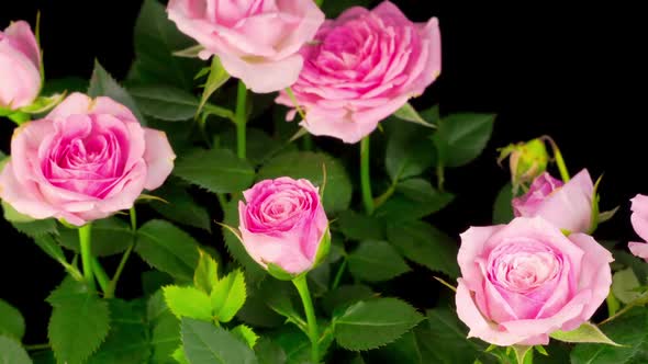 Time Lapse of Growth Pink Rose Flower