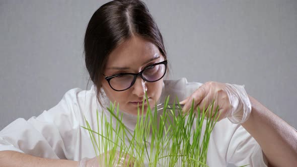 Laboratory Specialist Checks Grass Growing for Research