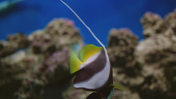 close-up of fish in the ocean . the ecology and fauna of the oceans